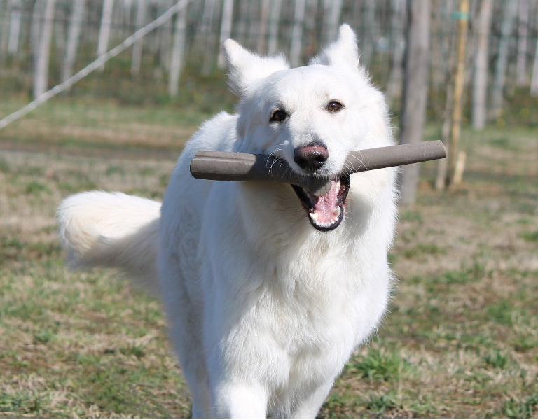 Large white dog running in grassy field retrieving brown Recyclable Play Stick dog toy – Eco-friendly, recyclable #5 plastic fetch toy for active dogs