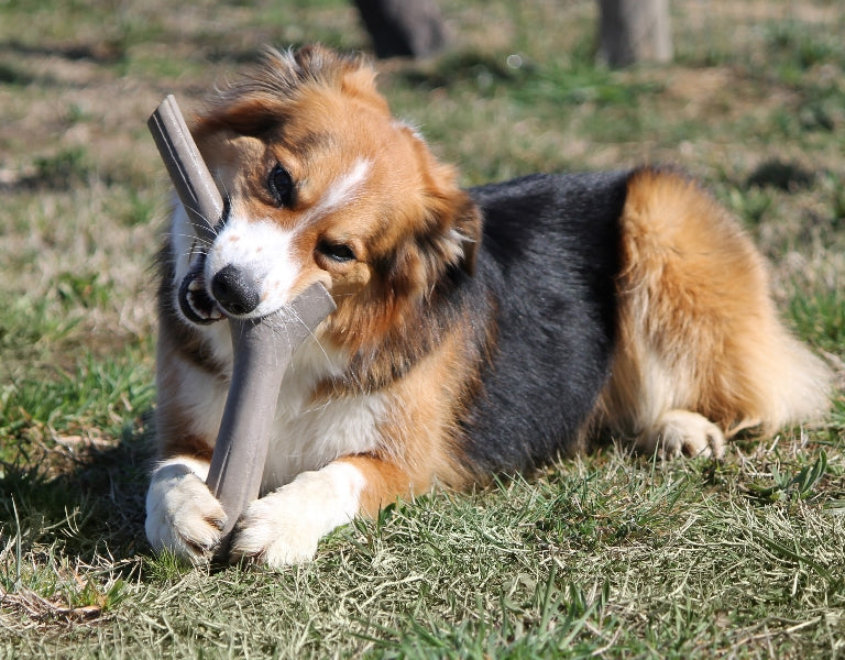 Close-up playful dog chewing brown Recyclable Play Stick on green grass – durable recyclable #5 plastic fetch toy for strong jaws