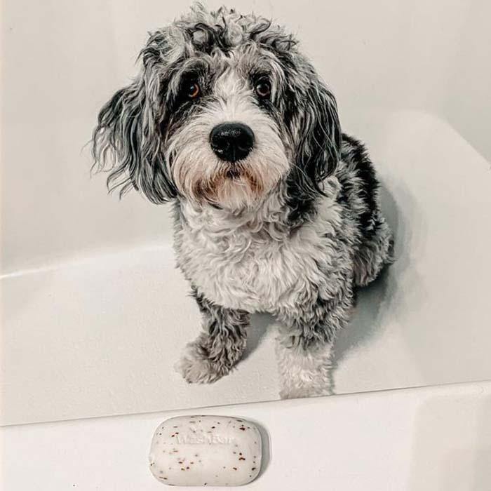 Grey and white fluffy dog in bath lathering with WashBar Original Soap – plastic‑free shampoo bar for soft, clean dog fur.