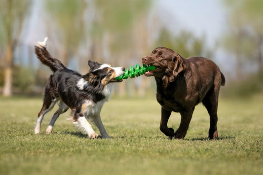 Puzzle Treat Stick - Recyclable Dog Toy