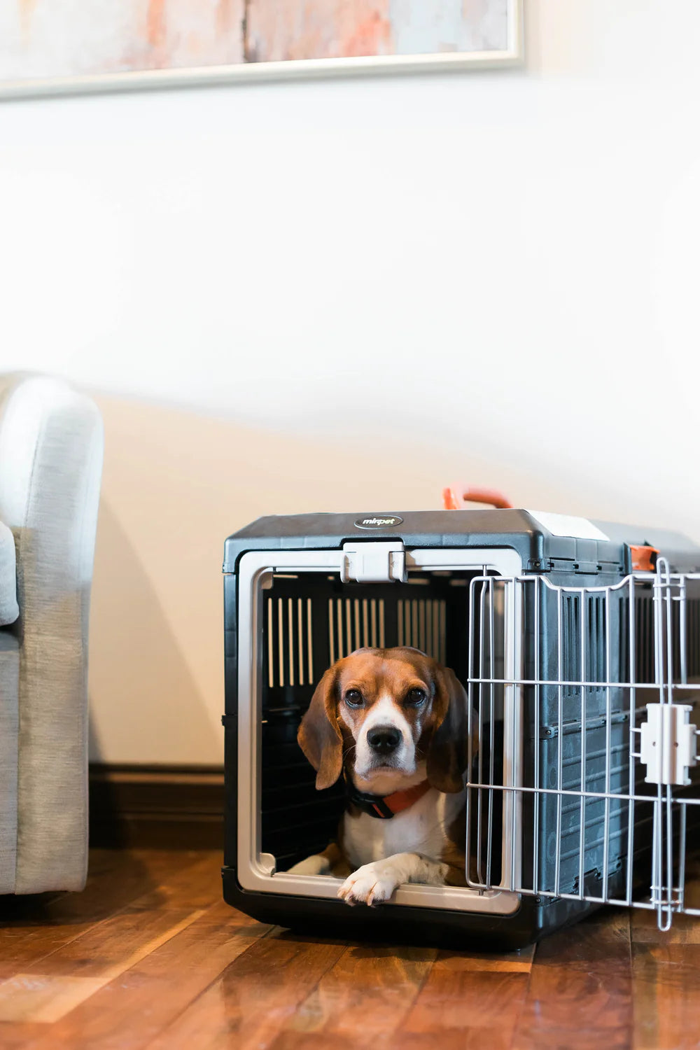 Collapsible Pet Crate Carrier - USA Airline & IATA Approved